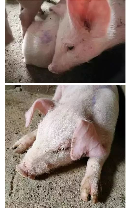 藍(lán)耳病癥狀