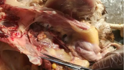 禽呼吸道病究竟是從哪里而來的呢？上海邦森技術(shù)分享