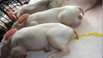 仔豬得了副傷寒，擺脫困難的方法-上海邦森