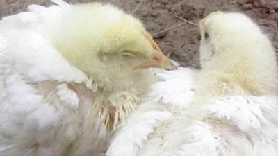 雞得了新城疫怎么辦？上海邦森幫您解燃眉之急