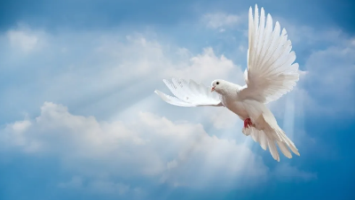 上海邦森分析關(guān)于乳鴿光吃不長的原因