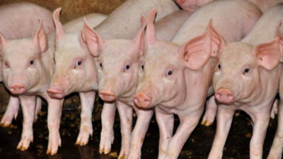 非洲豬瘟情況到底嚴(yán)不嚴(yán)重，高峰過了嗎-上海邦森