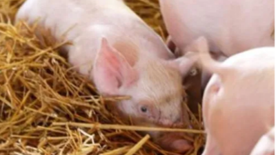 仔豬成活率低