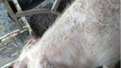 豬皮膚出現(xiàn)紅點(diǎn)、斑塊？快看上海邦森解決方案