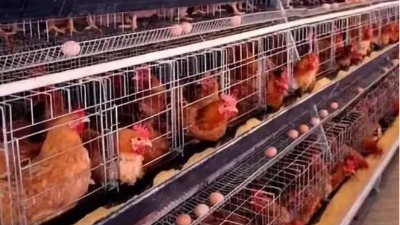 上海邦森分享七大方法讓蛋雞多產(chǎn)蛋，產(chǎn)好蛋。