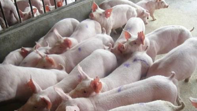 上海邦森程老師談豬?。贺i病經(jīng)驗談