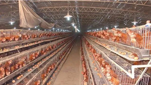 提高蛋雞產(chǎn)蛋量