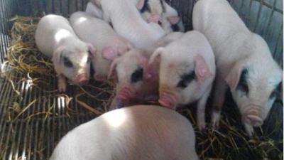 李曼大會(huì)——我國(guó)當(dāng)前豬病流行現(xiàn)狀與防控策略。上海邦森分享。