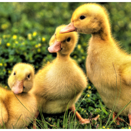 上海邦森治療鴨呼吸道方案真的是見效快，效果好！