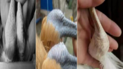 以中醫(yī)為原理，純中藥防治滑液囊支原體，見效快，不復(fù)發(fā)-上海邦森