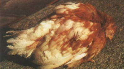 走進(jìn)雞傳染性法氏囊炎，跟上海邦森一起學(xué)相關(guān)知識(shí)