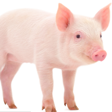 上海邦森生物安全用藥、藍(lán)耳病用藥得到客戶的認(rèn)可