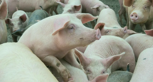 搶豬大戲在即！豬價(jià)蓄勢待漲，“頂點(diǎn)”是多少？-上海邦森