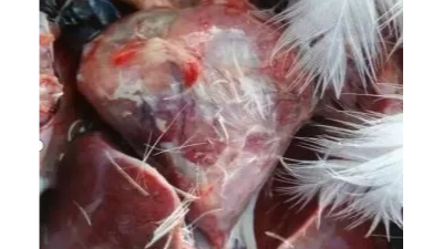 鴨鵝“包心包肝”不一定就是漿膜炎？