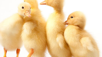 春季養(yǎng)鴨，上海邦森分享疾病防治之道