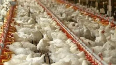 嚴(yán)寒天氣雞舍該如何管理，這幾點(diǎn)要注意-上海邦森