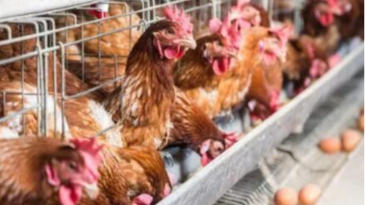 做好這三點(diǎn)，蛋雞能高產(chǎn)-上海邦森