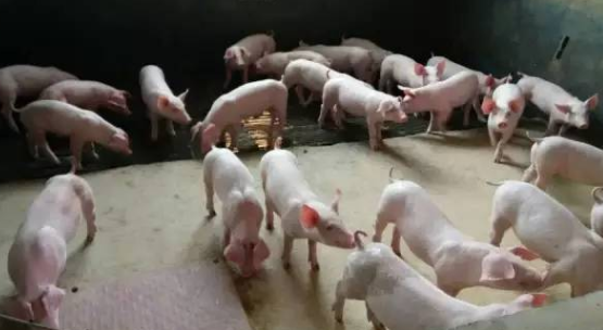 做好防非控藍(lán)，豬場穩(wěn)贏-上海邦森