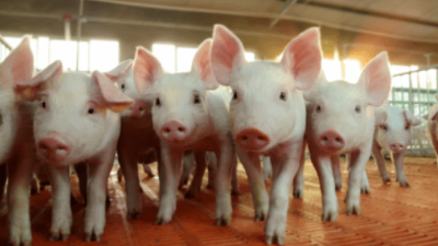 豬價(jià)上漲，多地破9沖10-上海邦森