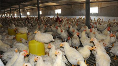 上海邦森行情分享肉雞價(jià)格還能破5元嗎？